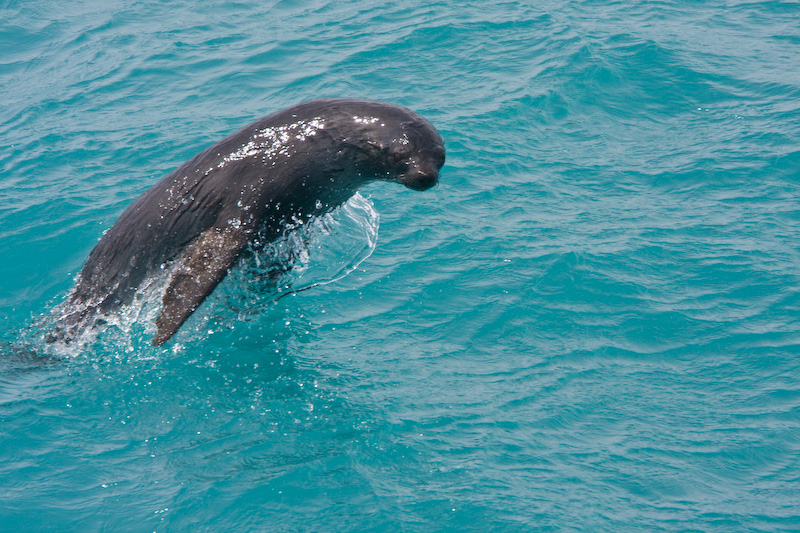 Antarctic Fur Seal Leaping From Water